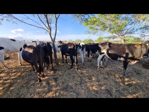 12 novilhas amojadas e bezerras leiteira jucati-Pe a venda contato 87 981594026