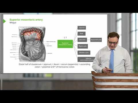 Superior Mesenteric Artery – Arterial Supply to the GI Tract