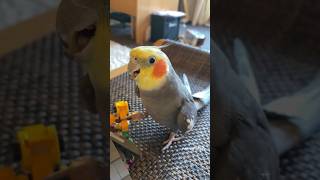 Download lagu Cockatiel Sounds Like An Alarm 🚨 #cockatiel #parrot #yumyumthetiel #bird mp3 Download lagu Cockatiel Sounds Like An Alarm 🚨 #cockatiel #parrot #yumyumthetiel #bird mp3