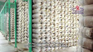  Így készülnek a Gano Excel termékei