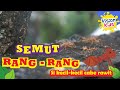 YUK KENALAN DENGAN SEMUT RANG RANG SI KECIL CABE RAWIT I INI ITU