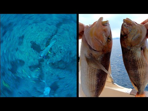 SQUID + ZOKA = DENTEX🎣| LIVE STRIKE