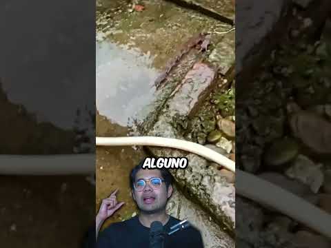 Las Crías Pensaron Eue ÉL Era Su Mamá 🐾