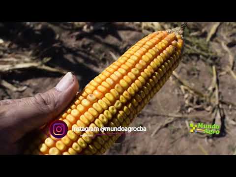 🔷🌽Cañada de Luque: La 17ª Jornada de Maíz reveló un escenario promisorio para el grano tardío