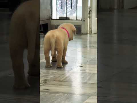 Hunter #lebradogs #simba #doglove #dog