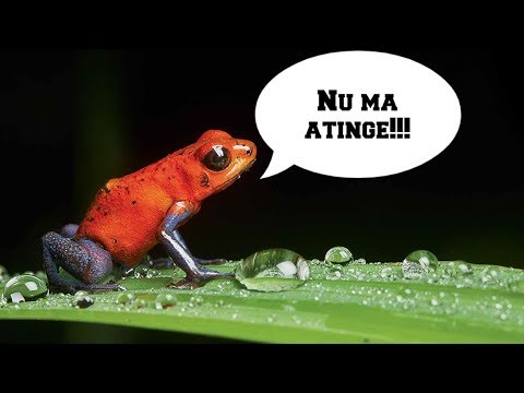 10 ANIMALE de care TREBUIE sa te FERESTI