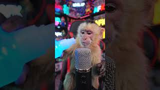 Macaco fazendo ASMR #veo3 #googleveo3 #gemini #asmr