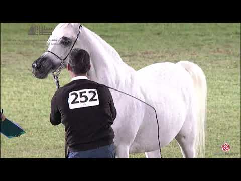N.252 FS CAYENNE - 2020 PSAIAHF Al Khalediah Show - Mares 10+ Years Old (Class 9)