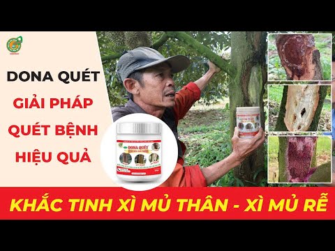 Nhà vườn nói gì về biện pháp nứt thân xì mủ thân - rễ của Dona Sài Gòn