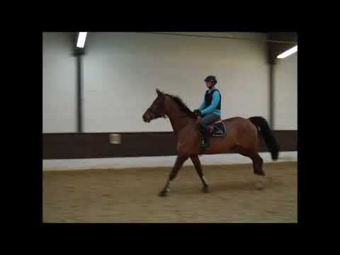 SKYSCANNER 7j. v. Stolzenberg mit 12-jährigem Jungen VB 8.000,- Euro