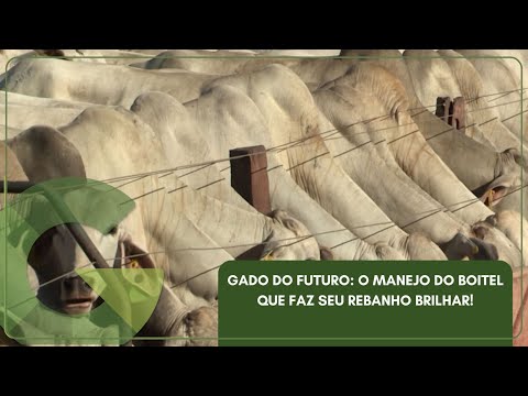 GADO DO FUTURO: O MANEJO DO BOITEL QUE FAZ SEU REBANHO BRILHAR!