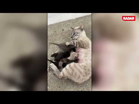 12 filhotes de gatos ganham 'mãe de leite' após ser abandonados