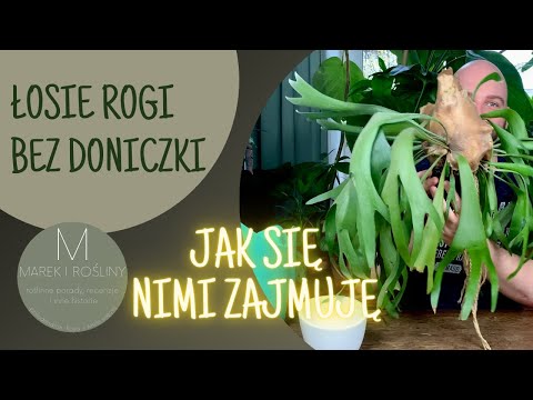 , title : 'Łosie rogi - platycerium bifurcatum - płaskla łosioroga. Jak uprawiam swoje bez doniczki.'