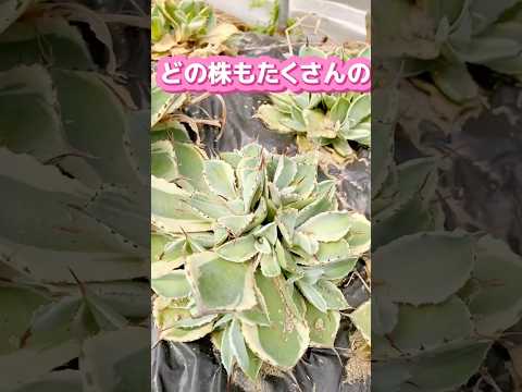 園芸 リュウゼツラン サボテン