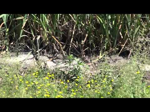 Poluare la Violact 81, com  Putineiu, jud  Teleorman 1