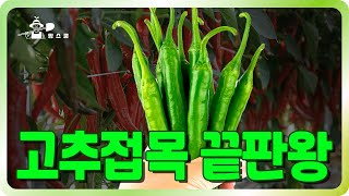 고추 명인의 튼튼한 토종고추 키우는 방법! ㅣ 고추 접목하는 방법 ㅣ 명인의 고추접목