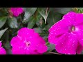 Beautiful Natural Flowers Video