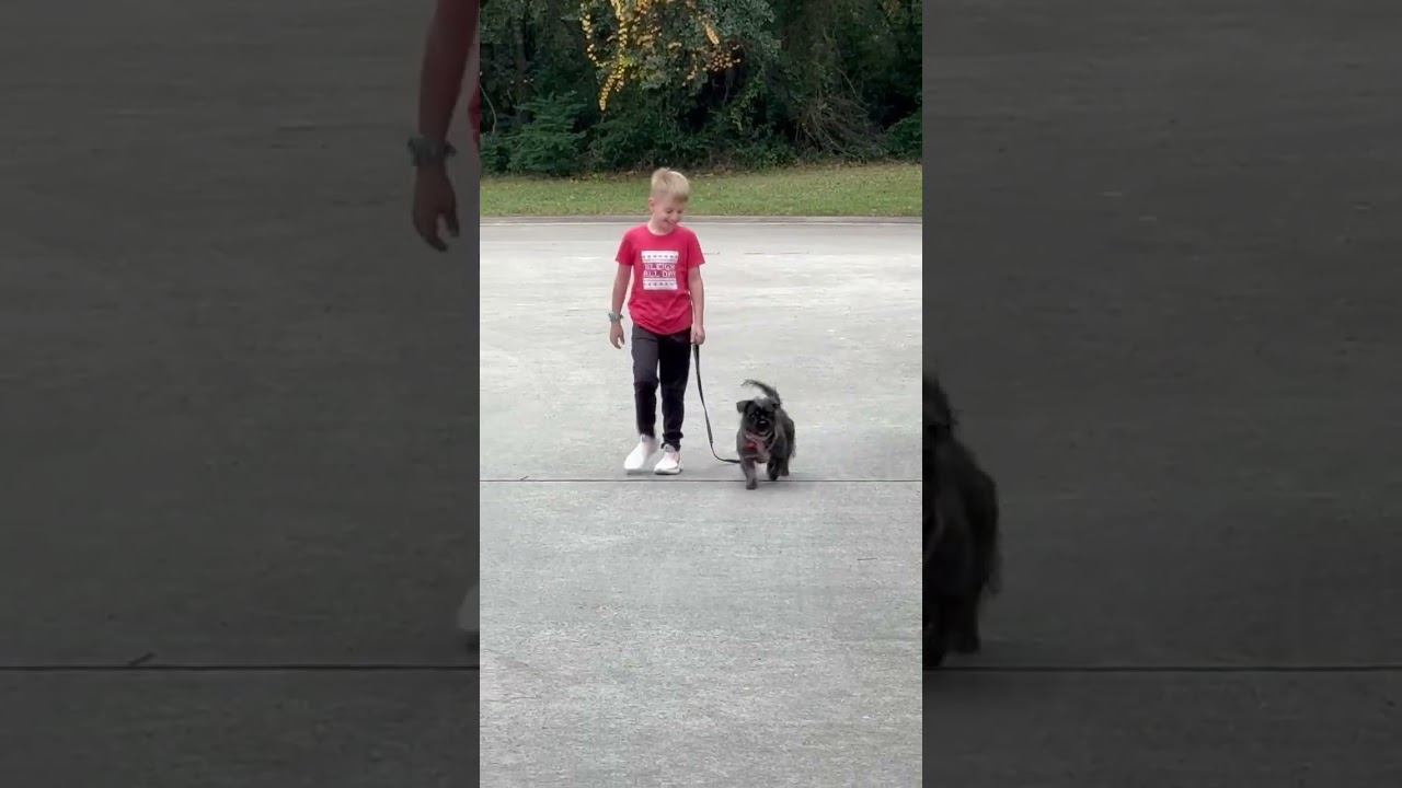 Enlarge Bonnie, a ADOPTABLE mixed breed in Boulder, CO video 5/5