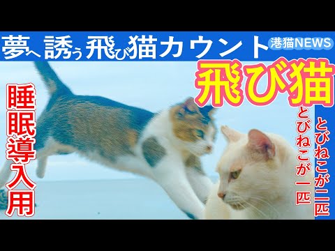 【睡眠導入 猫】飛び猫が1匹、2匹…かわいすぎて眠れる動画