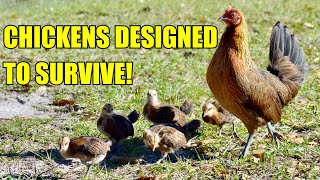 Why my Free Range Chickens Thrive and Yours Die! Free Ranging Chickens the Right Way!