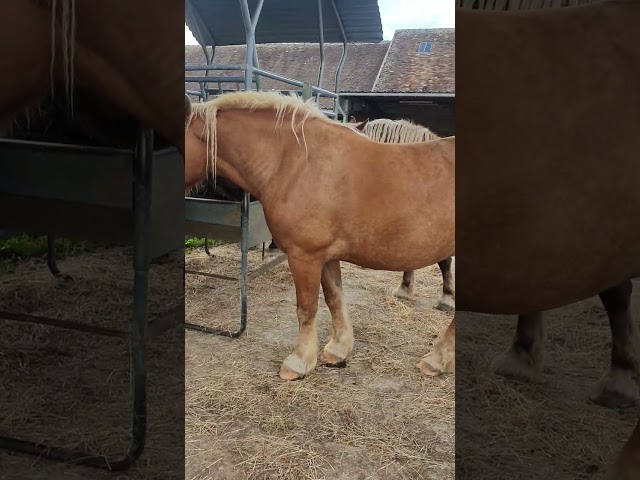 Hongre Comtois attelé