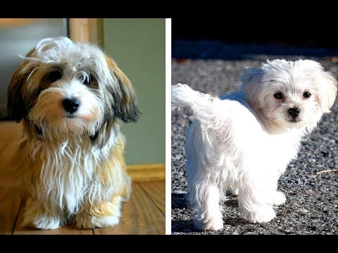 Havanese vs Maltese Puppies and Full Grown Dogs - Similarities and Differences
