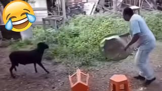 Best Funny Videos Of 2025 😂 TRY NOT TO LAUGH Funny Videos #5 😂