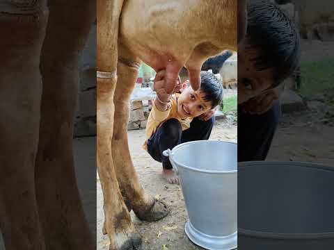 choti choti gaiya tr ry ry ty y #love #song #popularsong