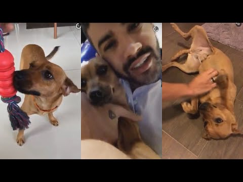 GUSTTAVO LIMA ADOTA CACHORRA DA RUA (MEL)