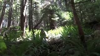 Got very creepy, top of sasquatch mountain.