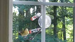 I think I'm a Hummingbird