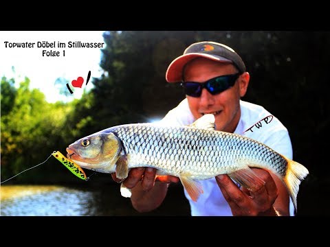 Topwater Döbel im Stillwasser - Folge 1