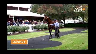 TDN AusNZ - Widden Victoria 2021 Stallion Parade