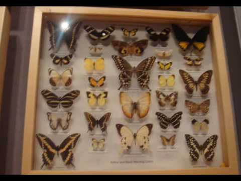 MOST BEAUTIFUL BUTTERFLY COLLECTION!!!