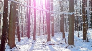 Instrumental Music to Relax, Study and Work - Snowy Woods - relaxdaily N°064