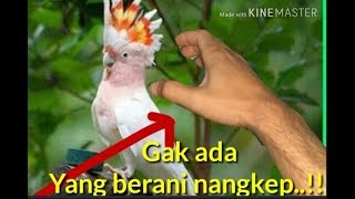Download lagu Burung kakak tua lepas entah punya siapa mp3
