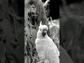 🦜 Unveiling the Legend: Cocky Bennett, the Oldest Bird! 🌟