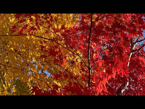 [Hojas de otoño] Parque Nacional Showa Memorial [Paseo de otoño 7]