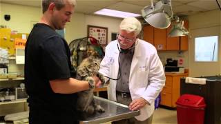 preview picture of video 'Animal Medical Center of Redlands - Short |  Redlands, CA'