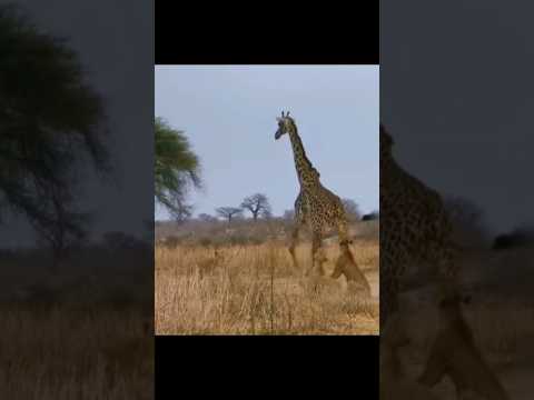 #animals #animalattack #wildlife