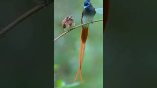 Download lagu anakan burung tali pocong #burungcantik #burungkicau #talipocong mp3 Download lagu anakan burung tali pocong #burungcantik #burungkicau #talipocong mp3