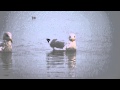 Herring Gull At Loyola Park In Chicago