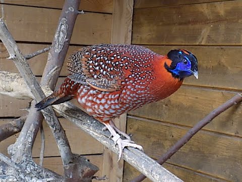 bażant tragopan tyminek, samiec pobił samicę,znów izolatka,the pheasant killed the female