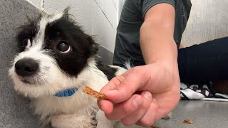 Watch this shelter dog take his first treat 🥹