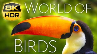 World of Birds 8K HDR Ultra HD | Over 100 Beautiful Birds with Nature Sounds