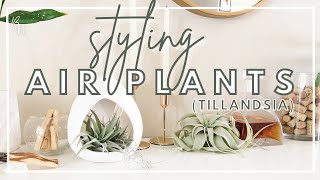EASIEST Plant To Style A Home With | Air Plant Terrarium & Hanging Ideas | Tillandsia Air Plant Care