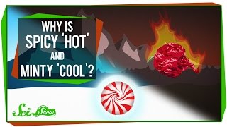 Why Does Spicy Taste 'Hot' and Minty Taste 'Cool'?