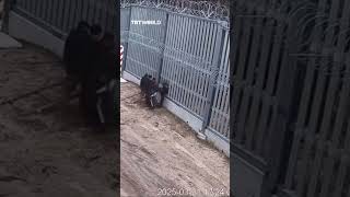 Download lagu Polish border guards stop migrants cutting through barrier mp3 Download lagu Polish border guards stop migrants cutting through barrier mp3