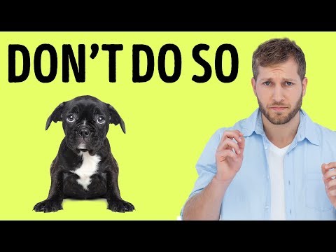 12 Things Your Dog Hates About You