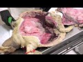 Science: The Sea Turtles' Plight - nytimes.com/video